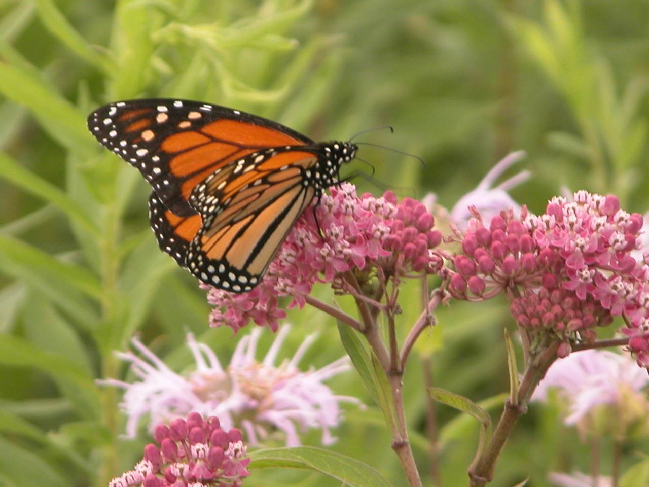 Monarch butterfly on swamp milkweed