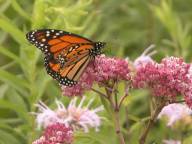 Asclepias incarnata