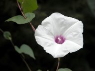 Ipomoea pandurata