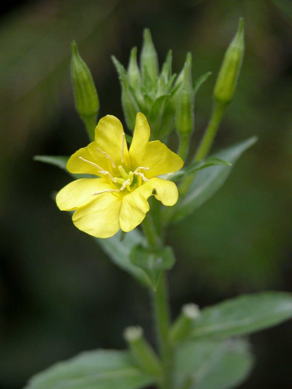 Common Evening Primrose