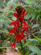 Lobelia cardinalis