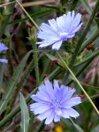 Chicory