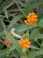 Monarch Caterpillar on Butterflyweed