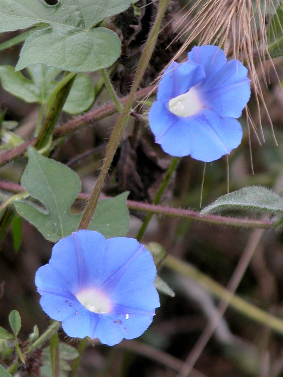 Ivy-Leaved Morning Glory