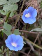 Ipomoea hederacea