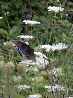 Eastern Tiger Swallowtail on Queen Anne's Lace