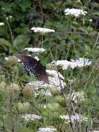 Daucus carota