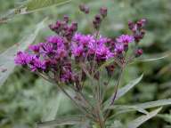 Vernonia missurica