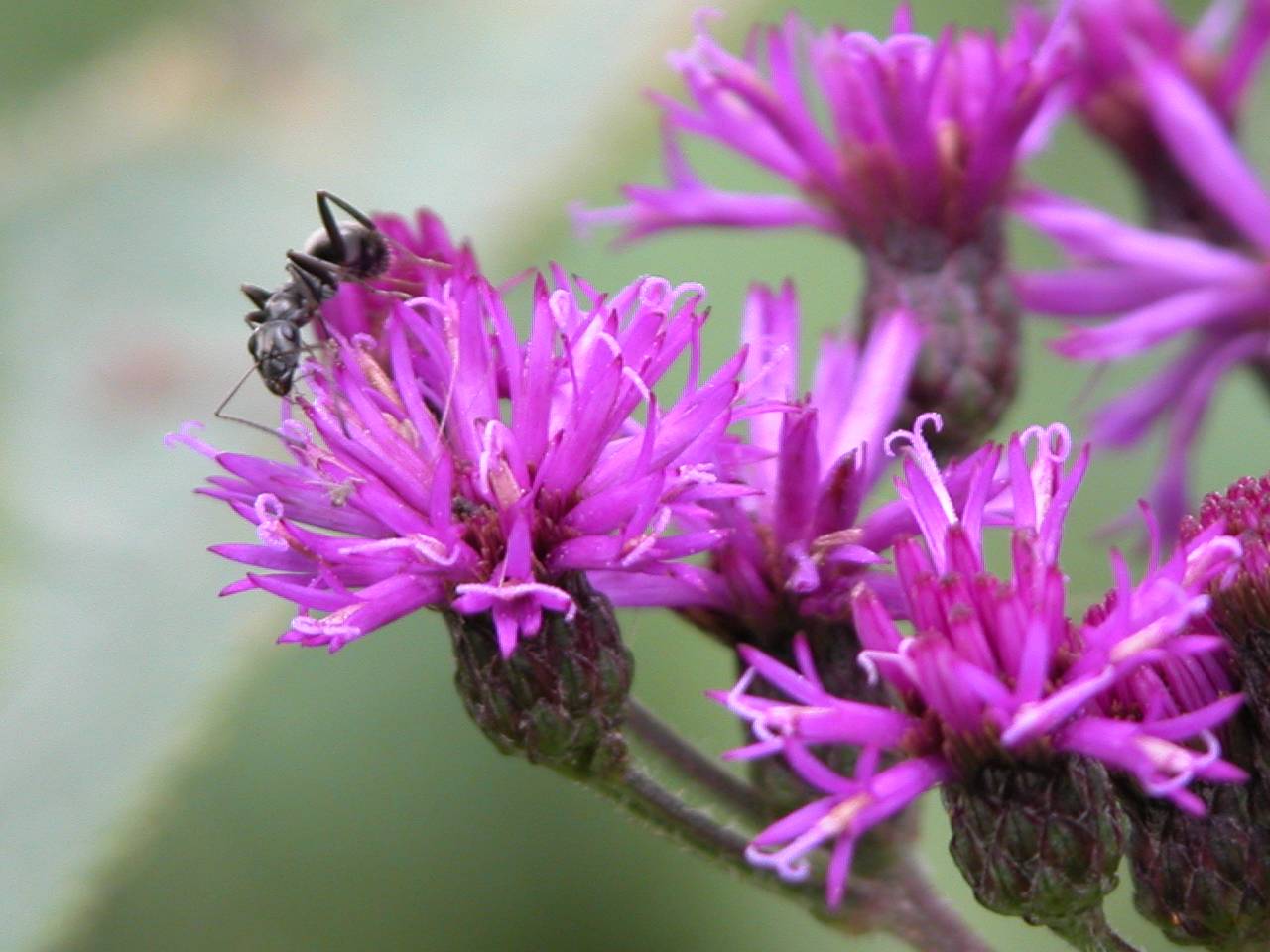 Missouri Ironweed