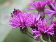 Vernonia missurica