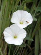 Typical Hedge Bindweed