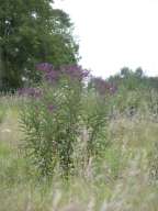 Missouri Ironweed