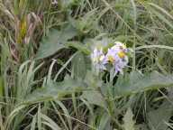 Solanum carolinense