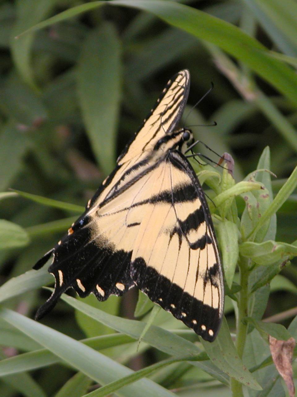 Eastern Tiger Swallowtail