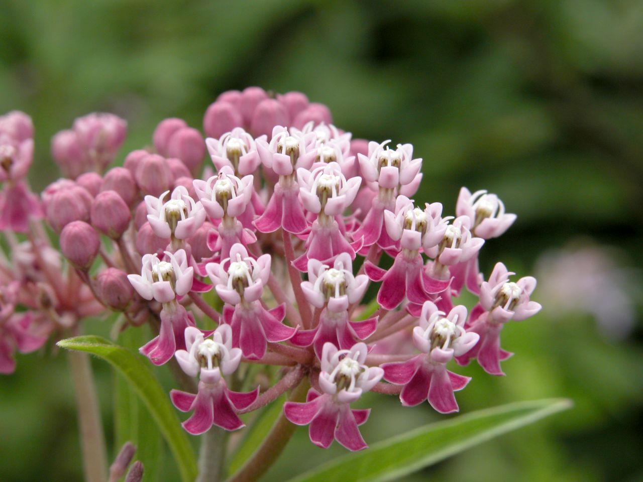 Swamp Milkweed