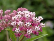 Asclepias incarnata