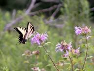 Eastern Tiger Swallowtail on Wild Bergamot