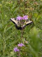 Eastern Tiger Swallowtail on Wild Bergamot