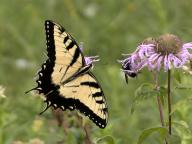 Monarda fistulosa