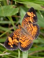 Pearl Crescent Butterfly