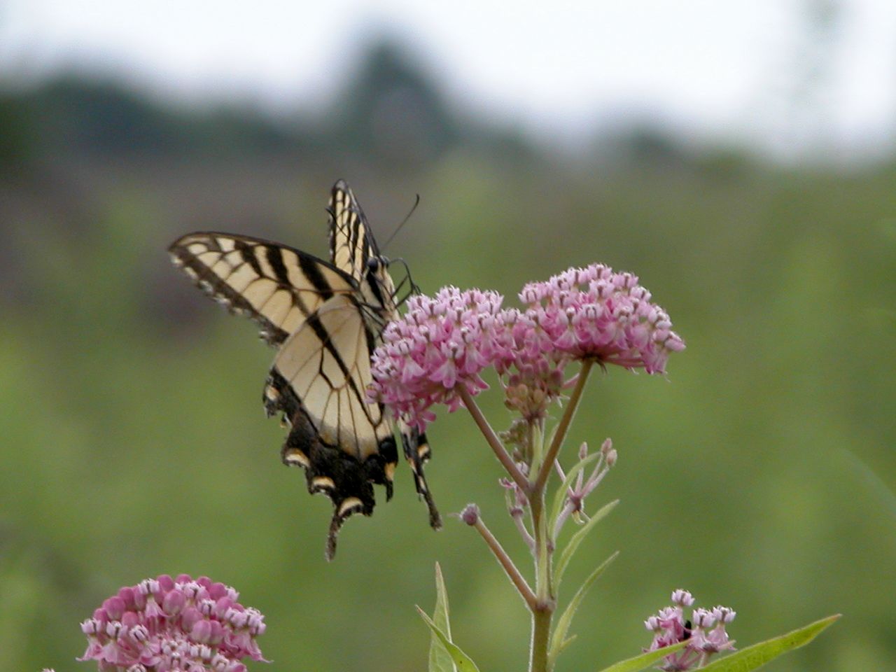 Eastern Tiger Swallowtail on Swamp Milkweed