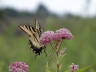 Asclepias incarnata