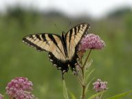 Eastern Tiger Swallowtail on Swamp Milkweed