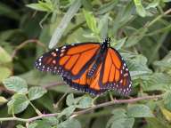 Monarch Butterfly