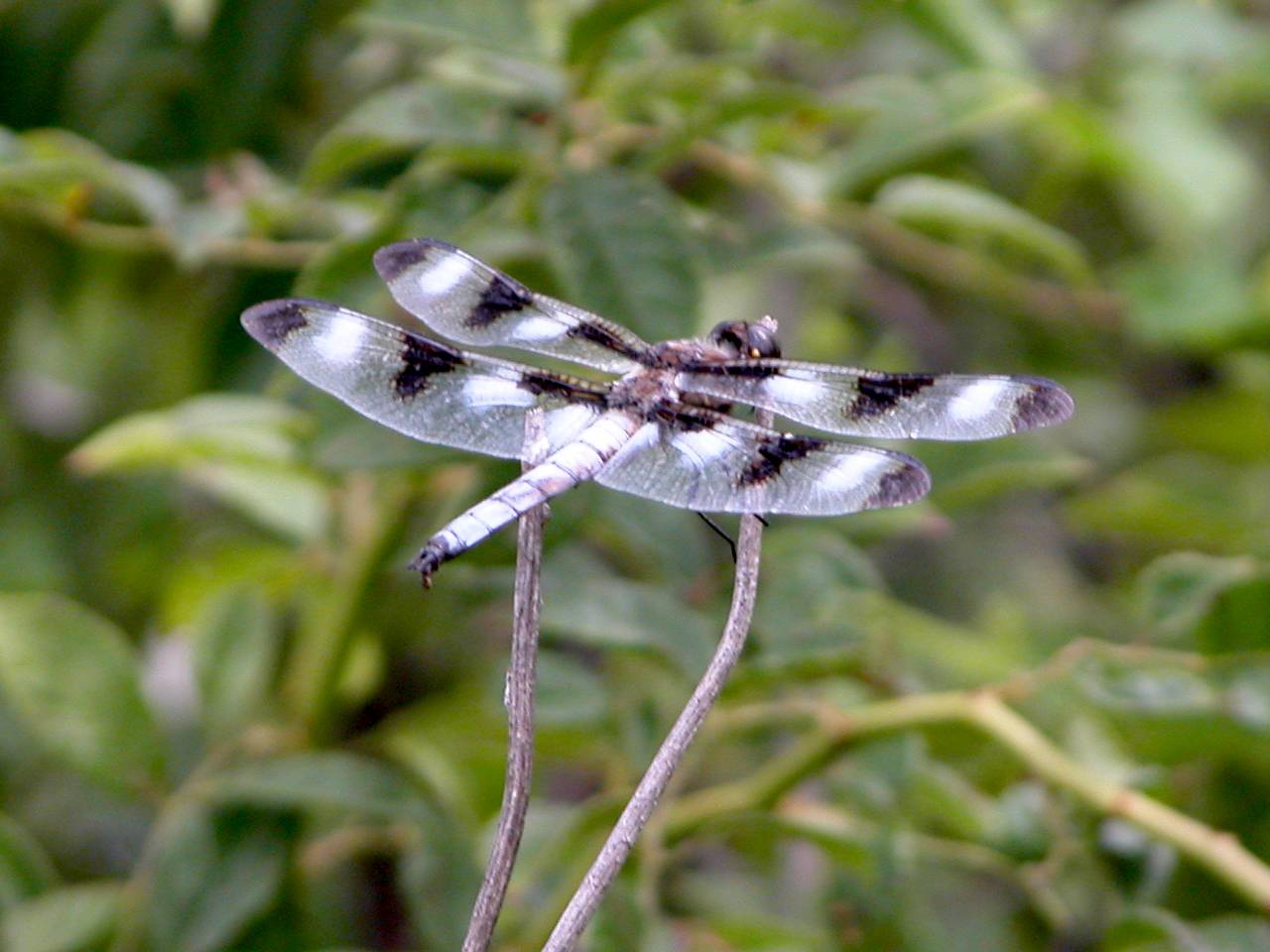 Dragonfly