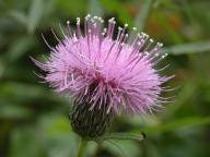 Cirsium muticum