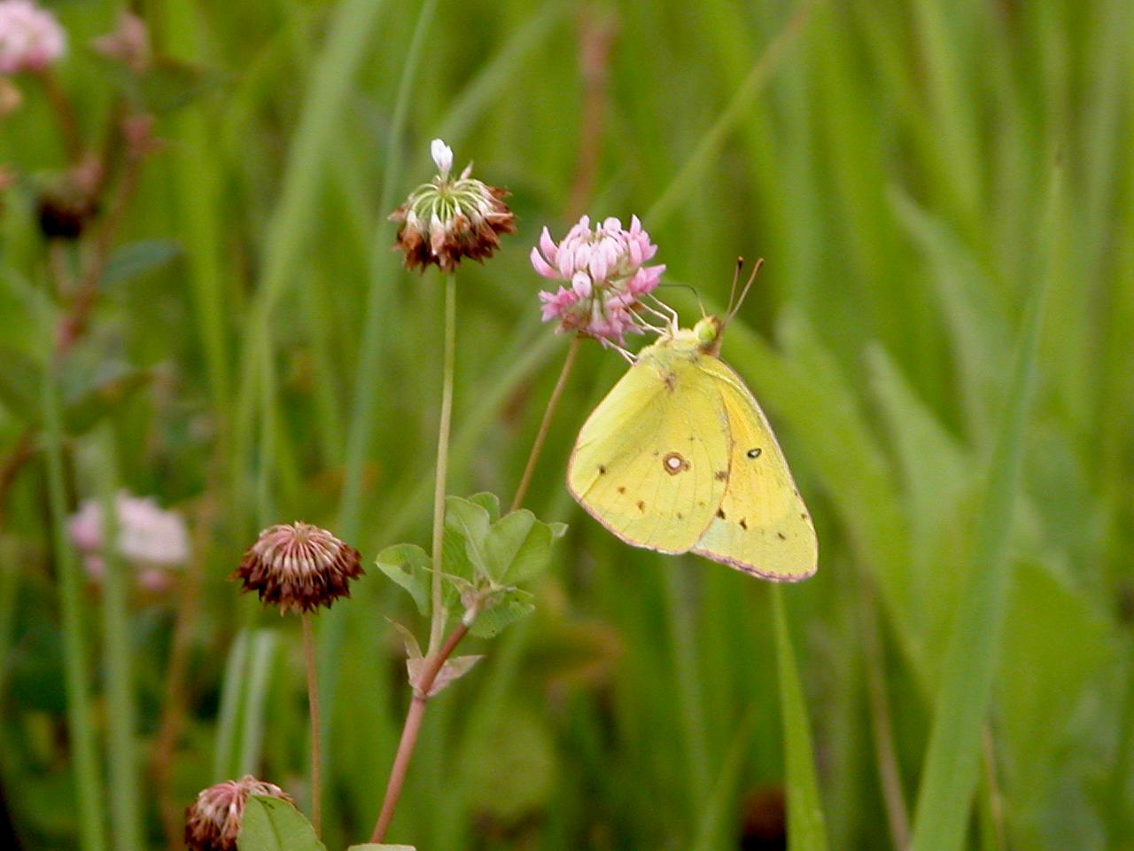 Orange Sulphur Butterfly