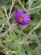 Symphyotrichum novae-angeliae