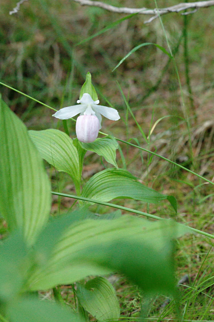 Showy Lady's Slipper