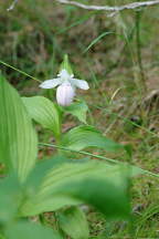 Cypripedium reginae