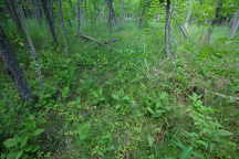 Cypripedium reginae