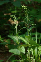 Epipactis helleborine