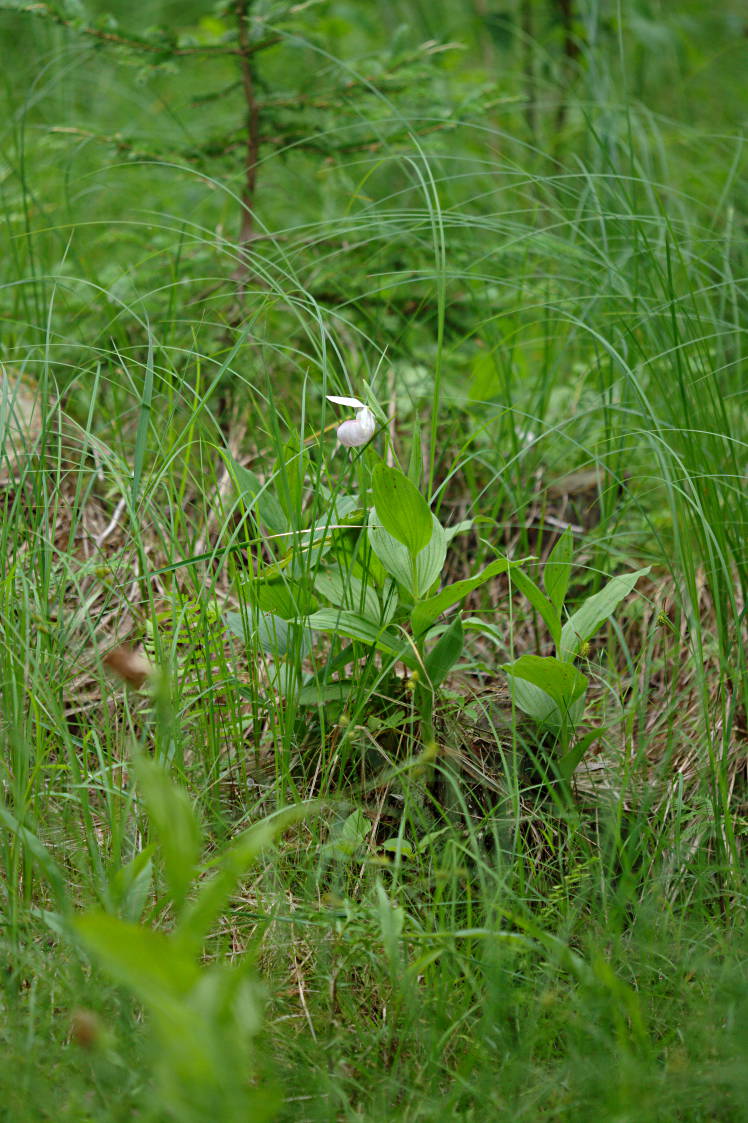 Showy Lady's Slipper