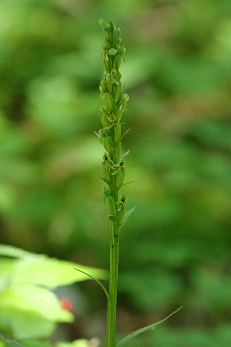 Northern Green Bog Orchid