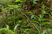 Northern Green Bog Orchid