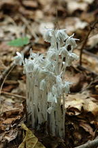 Monotropa uniflora