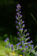 Echium vulgare