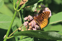 Aphrodite Fritillary on Common Milkweed