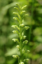 Platanthera flava var. herbiola