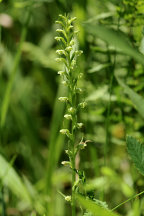 Platanthera flava var. herbiola