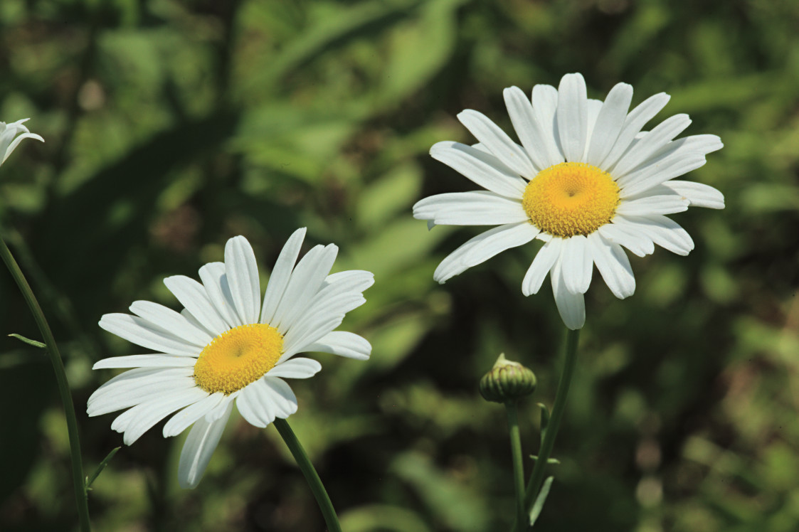 Ox-Eye Daisy