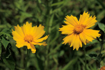 Long-Stalked Tickseed