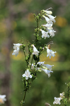 Penstemon digitalis