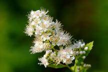 Spiraea alba