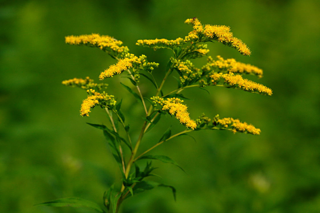 Canada Goldenrod