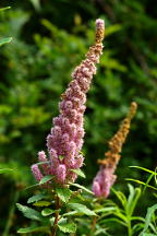 Spiraea tomentosa